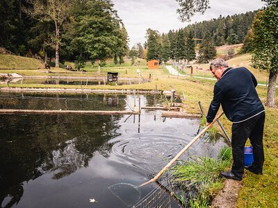 Mit dem Kescher werden einzelne Forellen gefangen