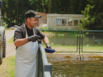 Fütterung der Forellen