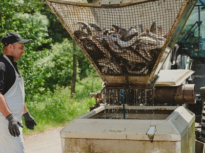 Die Forellen werden vom Wasser getrennt
