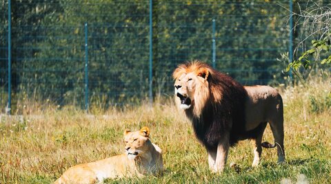 Raubtiere im Zoo
