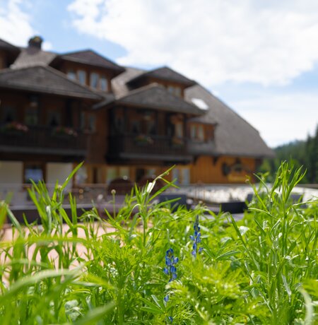 Tannenmühle im Sommer