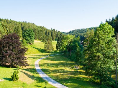 Sonnenschein im Schwarzwald