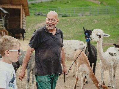 Alpakas auf der Leine