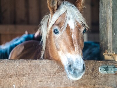 Pferd im Stall