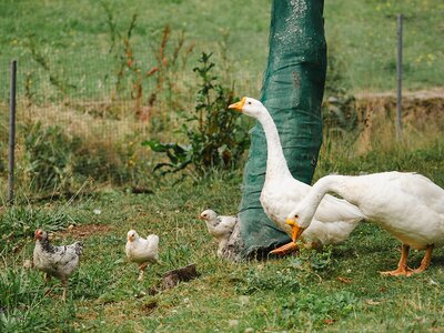 Enten und Kücken