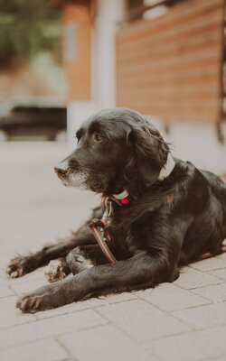 Haushund beim Liegen