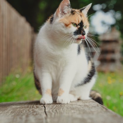 Katze sitzt auf Holzbank