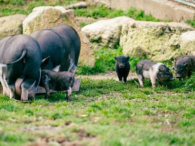 Hängebauchschweine im Streichelzoo