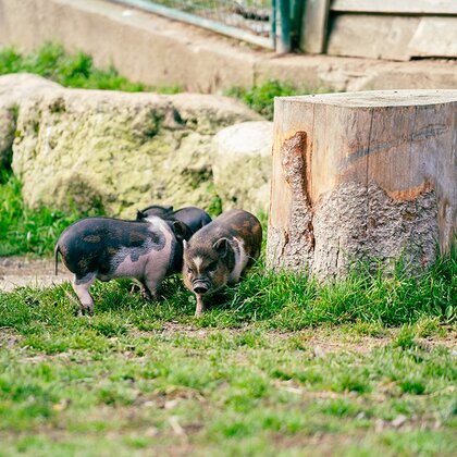 Hängebauchschweine im Streichelzoo