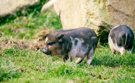 Hängebauchschweine im Streichelzoo