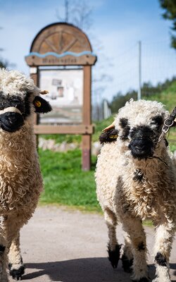 Schafe beim Spaziergang