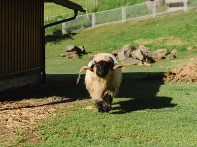Schafbock auf der Wiese